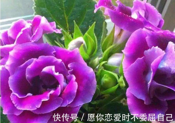 大岩桐|4种花不易生病好养护，开花爆盆很简单，入手不后悔