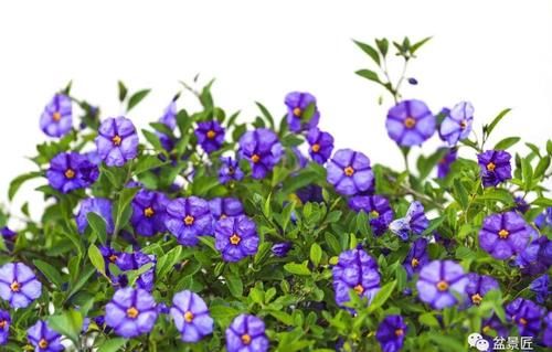 确实很多人忽略的“下脚料”，用来种花，花长的确实好