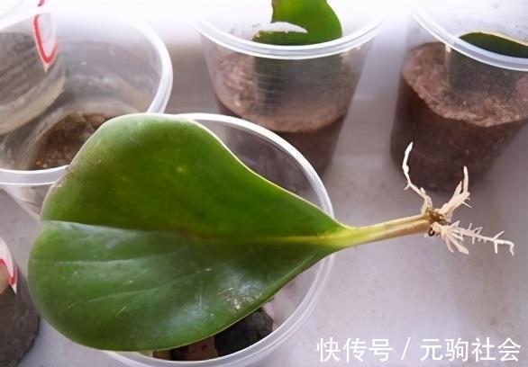 虎皮兰|谁说养花难？4种“泼辣花”，扔在土里就生根，繁殖一片小崽子