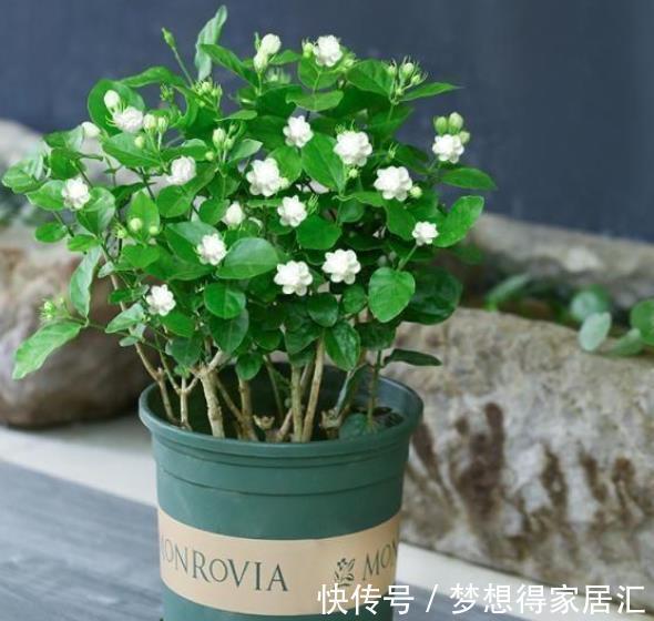 要点|秋冬养茉莉花,3个要点要谨记,不然难以过冬,明年没花赏
