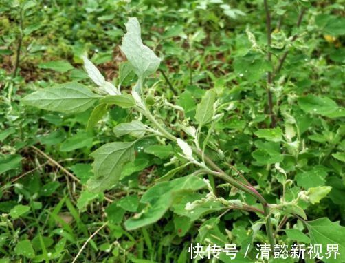 野生植物|田地里不被待见的野草,其实含钙量高,是上好野菜,城里一斤8元