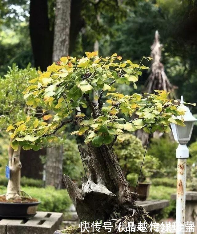 苍劲|这3种盆景可以养成传家宝，再穷也要养，越老越值钱！