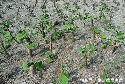 这些树被称“活化石”,还极好养,1根枝条插土里,浇水就能活