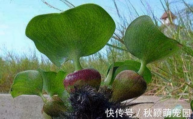 在我国泛滥的水葫芦，弱点实在太好笑，只用一招就能将它们团灭