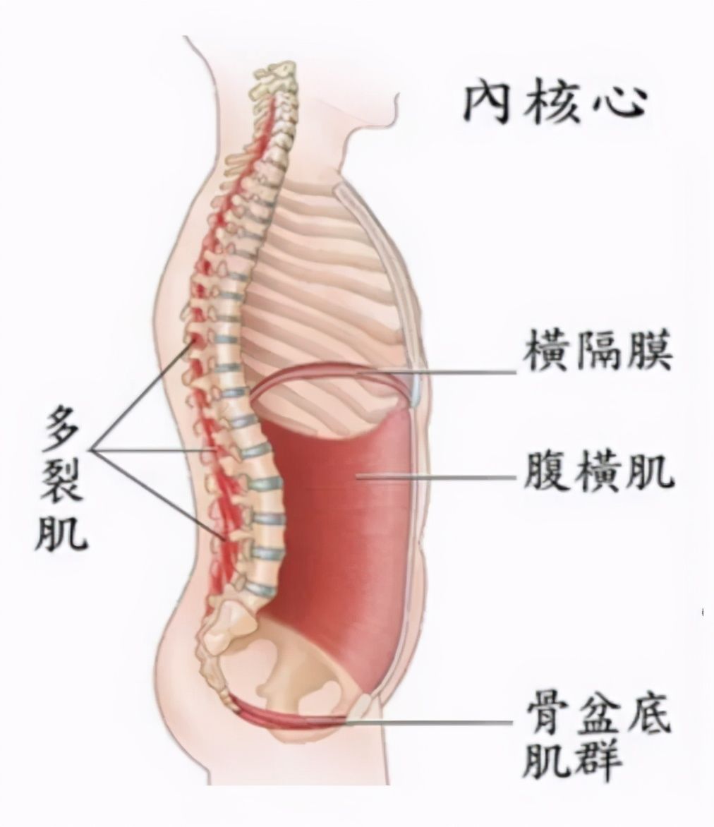 肌群|腹痛17年，63岁江西阿姨每天都像“生孩子”，病根却在脊柱