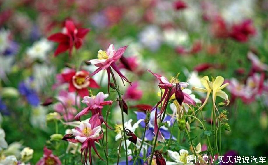 超漂亮的3种花,长势好、花色艳,高端大气上档次