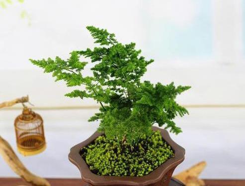 云竹|文竹的孪生兄弟“云竹”,这样区别养护,别受骗了