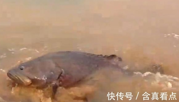 拉动|男子河边钓起神秘“鱼王”，几个人一起使力才能拉动，大开眼界