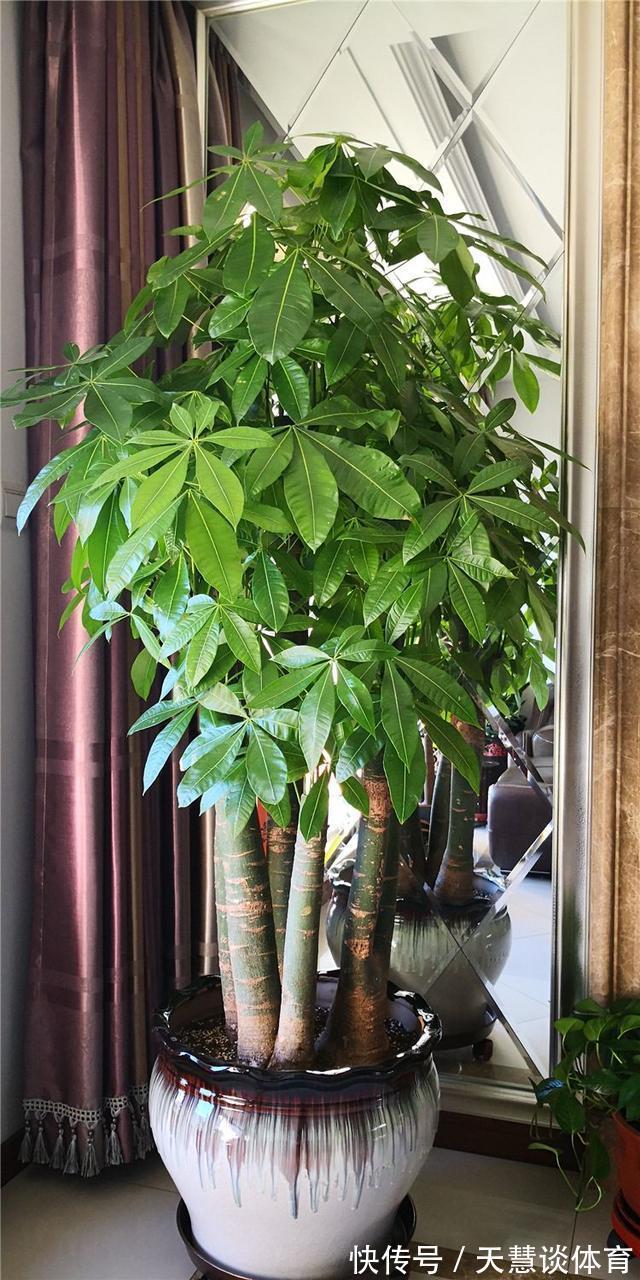 天气冷,六种花要“干养”,少水多晒才健壮,养成老桩更旺家