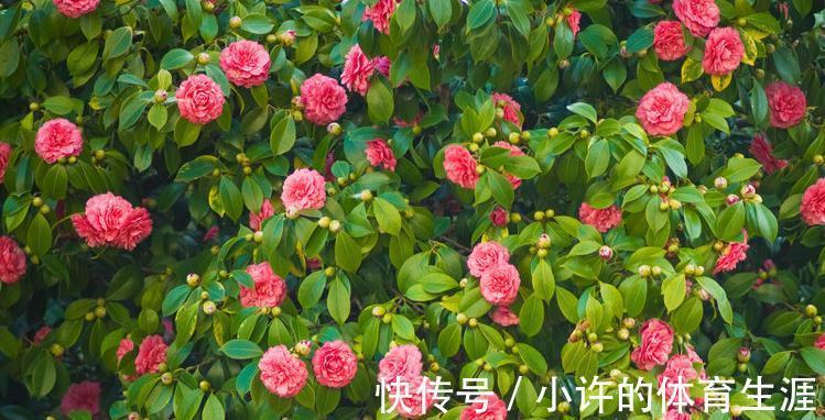茶花秋季这样养,叶子油绿长得旺,花苞多的放不下