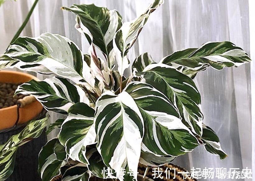 吊兰|这两种绿植,就算没有太阳也能长,非常适合在家里种