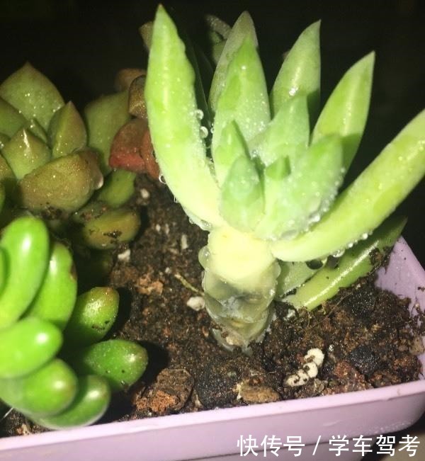 多肉皱巴巴,浇水也不活教你4招,养的圆滚滚,红扑扑!