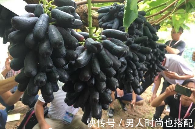 家有院子别空着,有多少种多少,耐寒耐旱,而且吃不完!