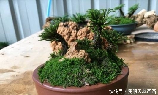 卷柏|公公喜欢在河边挖野草,拿回家盆栽不用换盆,比绿萝君子兰还要美