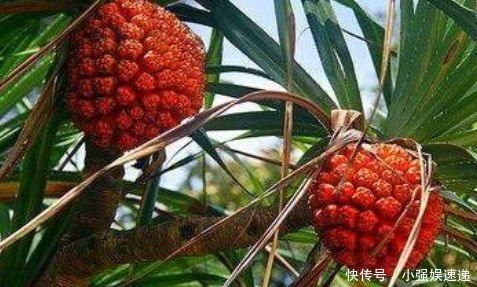 护肤|对女性很好的以下食物,排毒护肤,滋养气血,远离妇科病