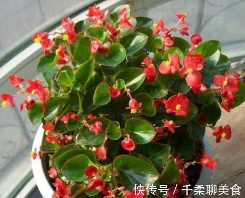 养花|养“2种花”就够了，个个开花爆盆，一年四季开花，值得养