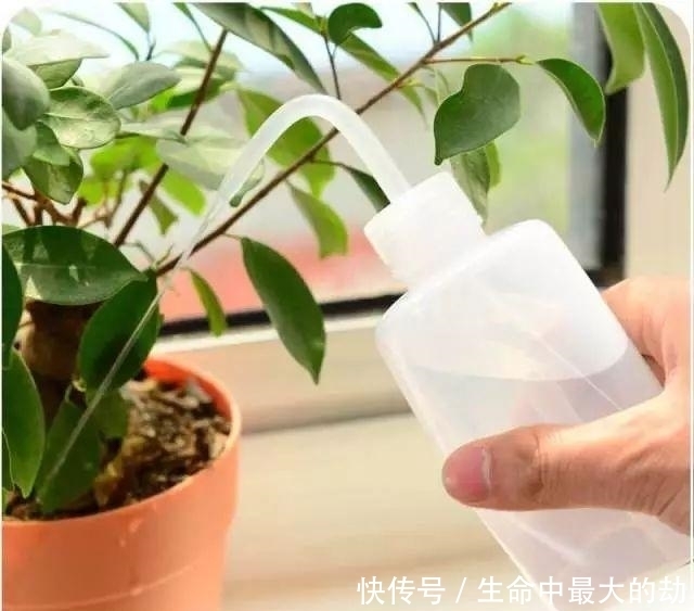 绿萝|厉害了!这12个养花技巧超级实用,新手花友别错过哦!