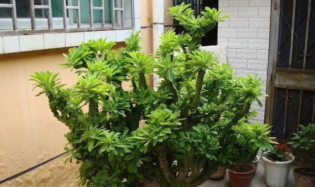 门口养了一棵“气派花”,生命力强很养眼,寓意好能镇宅