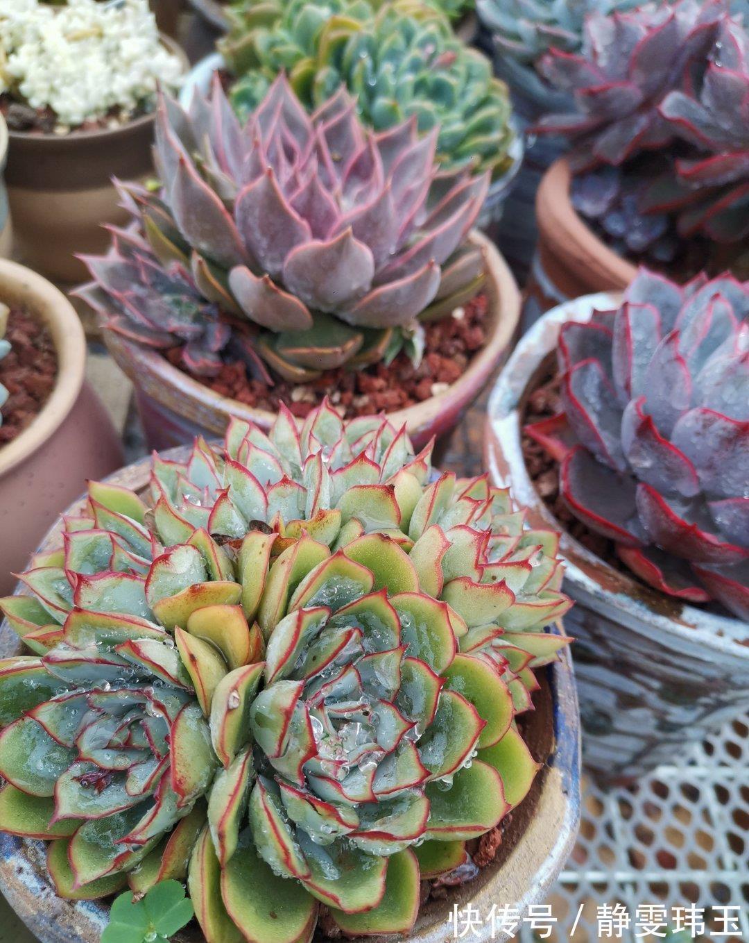 想把多肉养成悬崖桩，满足“三要求”，遇水疯长，爆崽一堆小崽