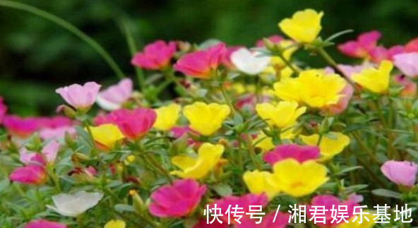 枝条|1种花“了不起”,今天扦插,明天就生根,好养漂亮,比牡丹还美