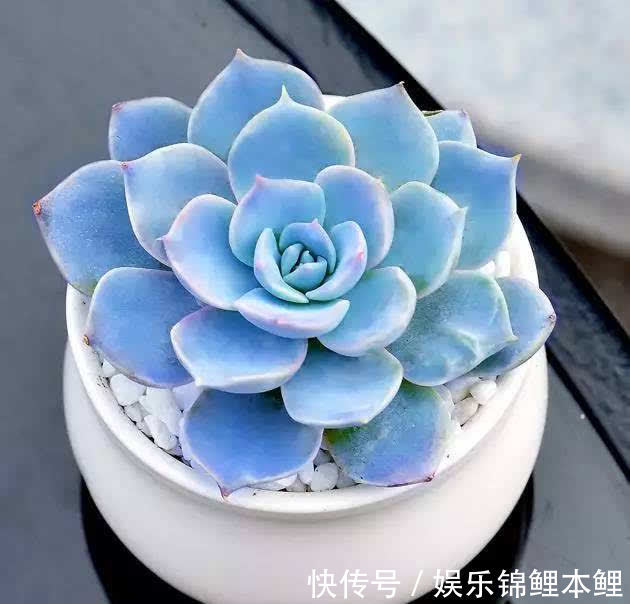 育苗|秋季天转凉,拿多肉的枝条、叶子来扦插育苗,好操作又成活率高