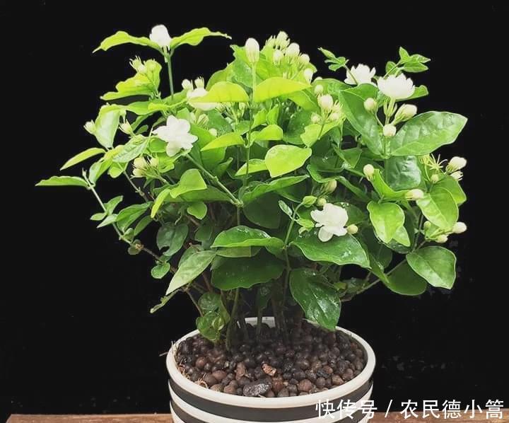 好看又漂亮还能净化空气的几种盆栽