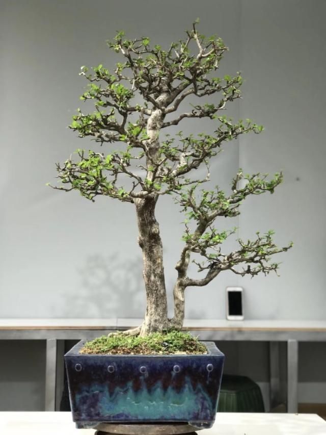 盆景|盆景分为观、品、悟三个阶段,你觉得你真的懂盆景吗