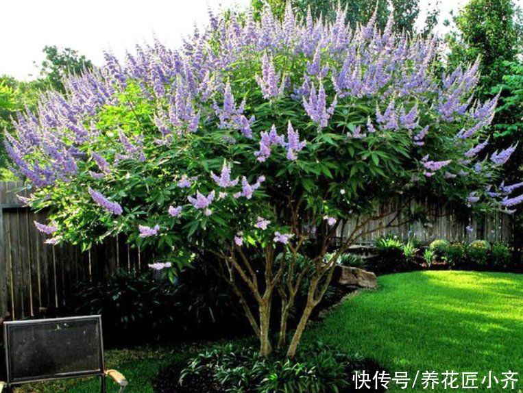 种花|北方花园必养的6种花，花大花多花期长，而且好养又耐寒