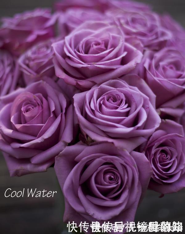 月季|20款紫色月季品种。浓香、抗病非常好养,天然紫色唯美盛开