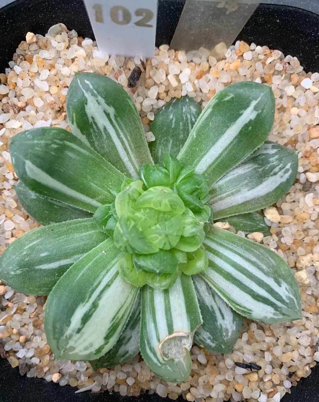 玉露徒长成“筷子”,找根线一拉,制服徒长不成问题!