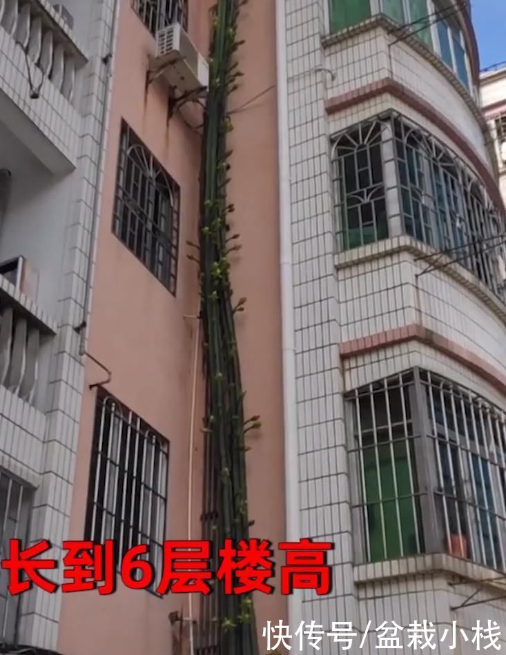 广州|广州一花友，“放养”龙骨花，19年时间，从50㎝长到6层楼高