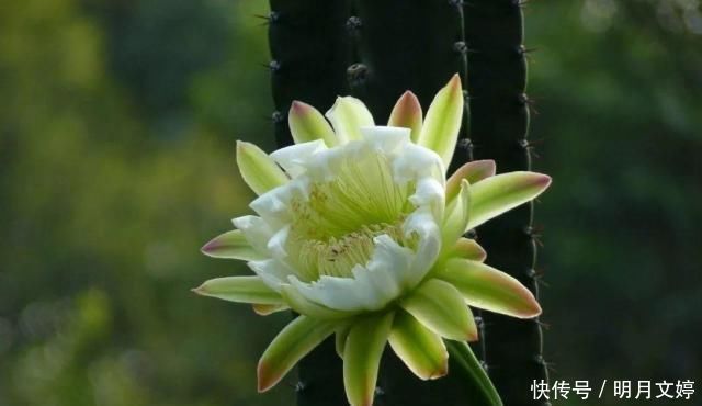 虽然带“刺”,却是好宝贝,养在家中可以镇宅,能净化室内空气