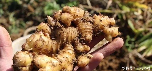 除夕年夜饭,我家总少不了这道菜,都是实在的好东西,便宜还解馋