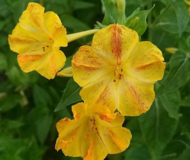 耐看|农历7月14日开始,养花养个耐看的,开花勤爱爆盆,绚丽夺目