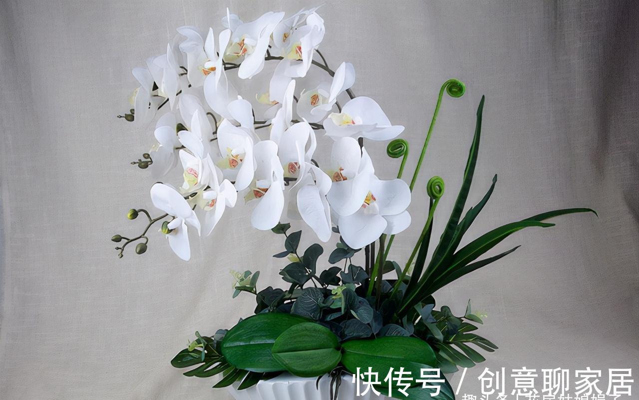 蝴蝶兰|北阳台能养出漂亮的花来吗？建议养这几种花，好养易活开花漂亮