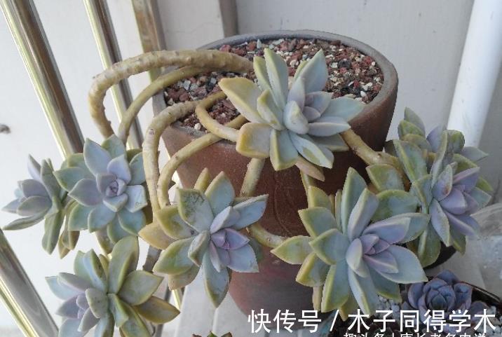 秋天|室内养的多肉立秋后改为露养，注意此5点，以免挂在秋天的门槛上