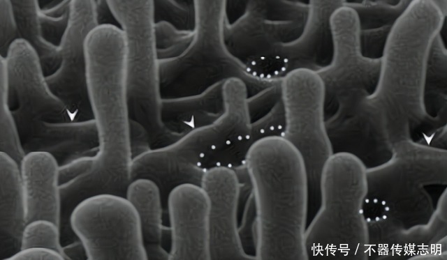 蜻蜓不足1克重飞了6400公里,横穿印度洋,打破生命极限值