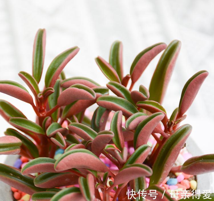 养花试试这几款,吊起来,它会长成一株非常美丽的瀑布藤蔓