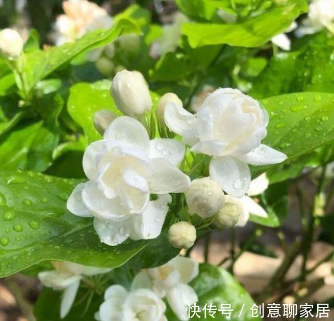 浇水|4种花,堪称花界劳模,花期长,开花勤,四季有花赏