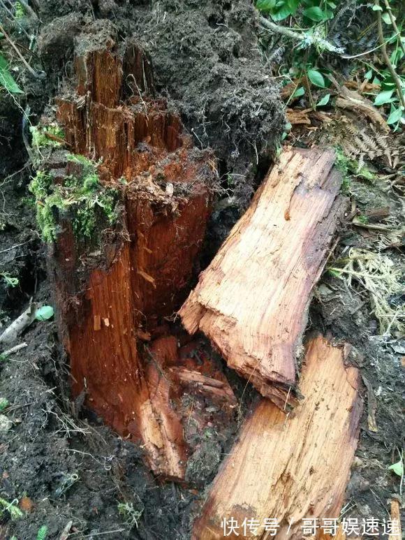 树皮|养花最怕烂根,盆底垫点料,盆土透气排水畅快,根粗叶绿开花勤