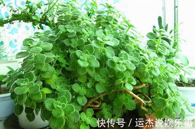 公认的“六种健康花”,建议至少养一盆,好看好吃,有些还喷香