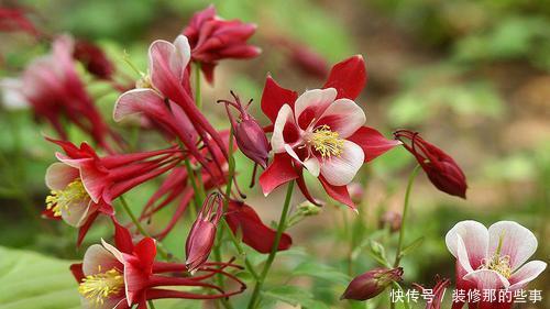 漂亮|被花名耽误的3种漂亮花,耐寒又好养,冻一冻花色更娇艳!