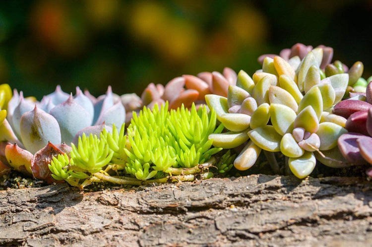 夏天养多肉，记住这三个窍门，轻松养出饱满的多肉