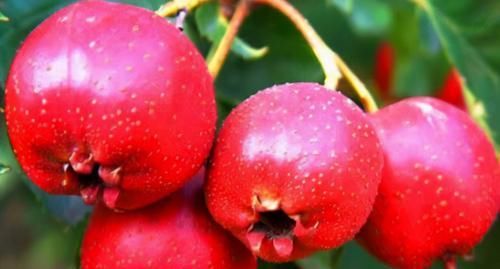 每天晚上坚持吃3种食物，排毒养颜、延缓衰老，好吃又不贵！