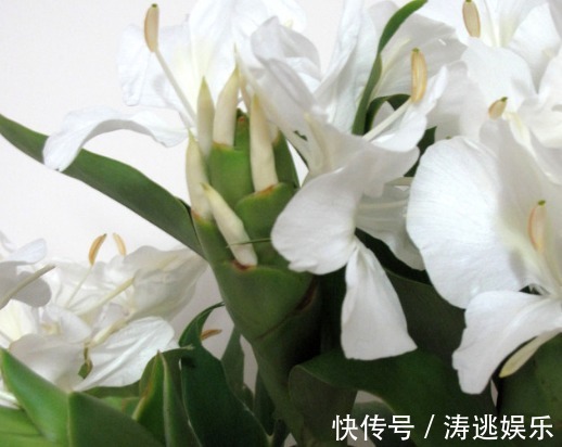 比茉莉还高雅的姜花,教你两个养护小妙招,花期长颜色多,美极了