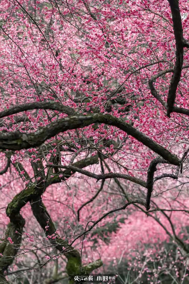 开工第一天 满目春色入镜来，摄友说我们每天都“开工”