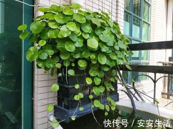 家中养这“4种花卉”，自带“财气”，有钱人养家里都养一盆