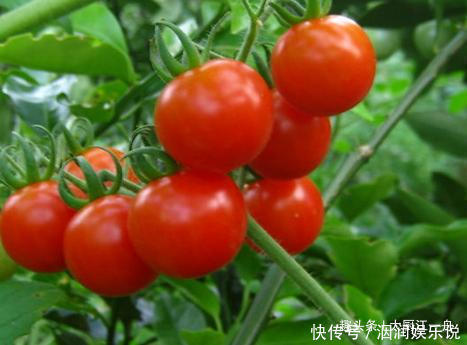 打了激素的西红柿,如何区别辨别果农教你这三招以后别买错了