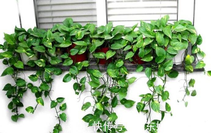 植物|养花要舍得“剪头”，4种花“越剪越旺”，你做对了吗