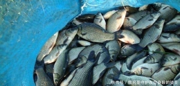 发现无人野塘，用了这个饵料，意外钓获十七斤大鲫鱼